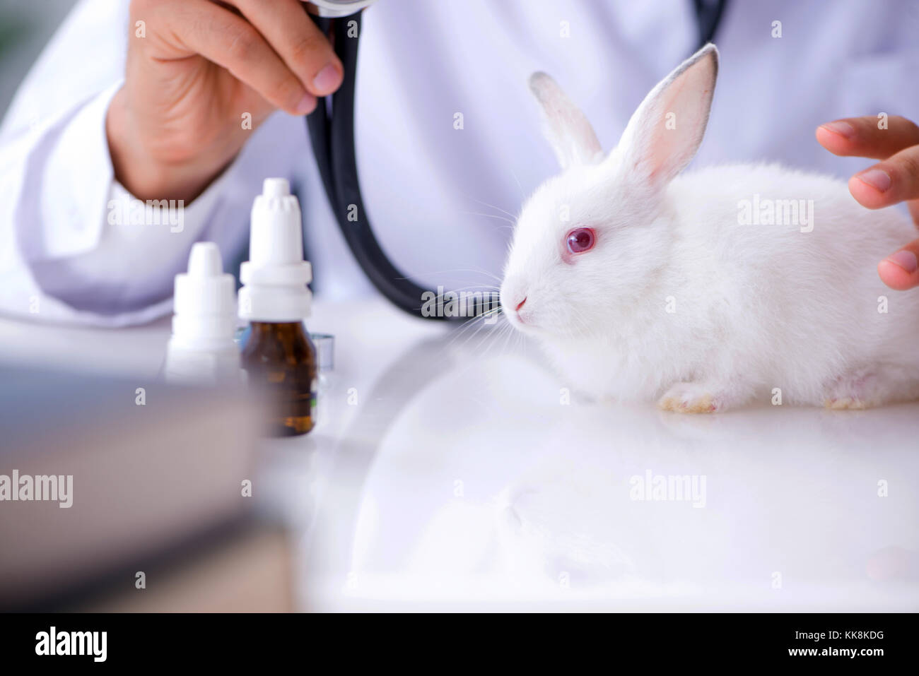 rabbit specialist vet