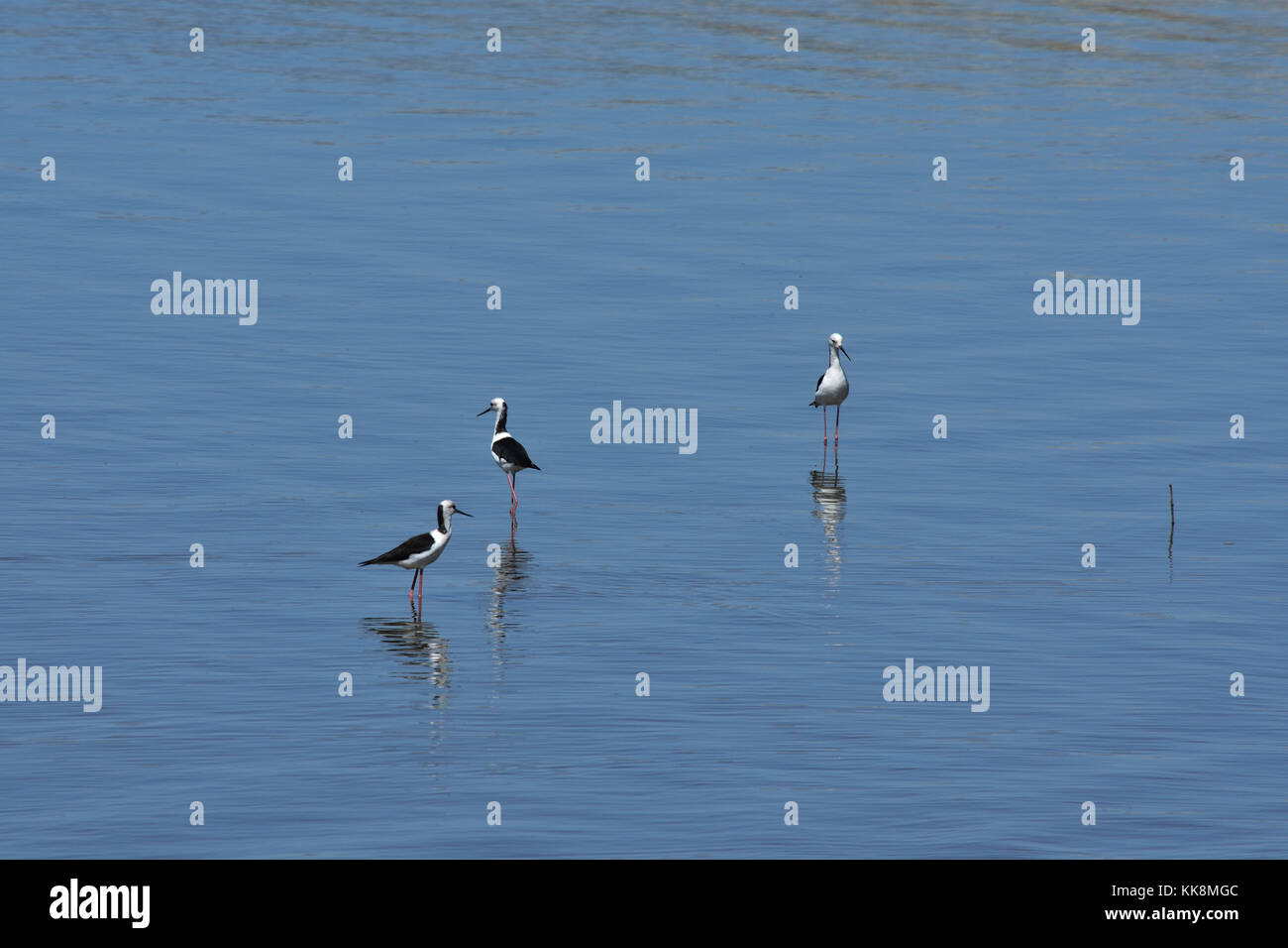 Australian Stilt High Resolution Stock Photography and Images Alamy