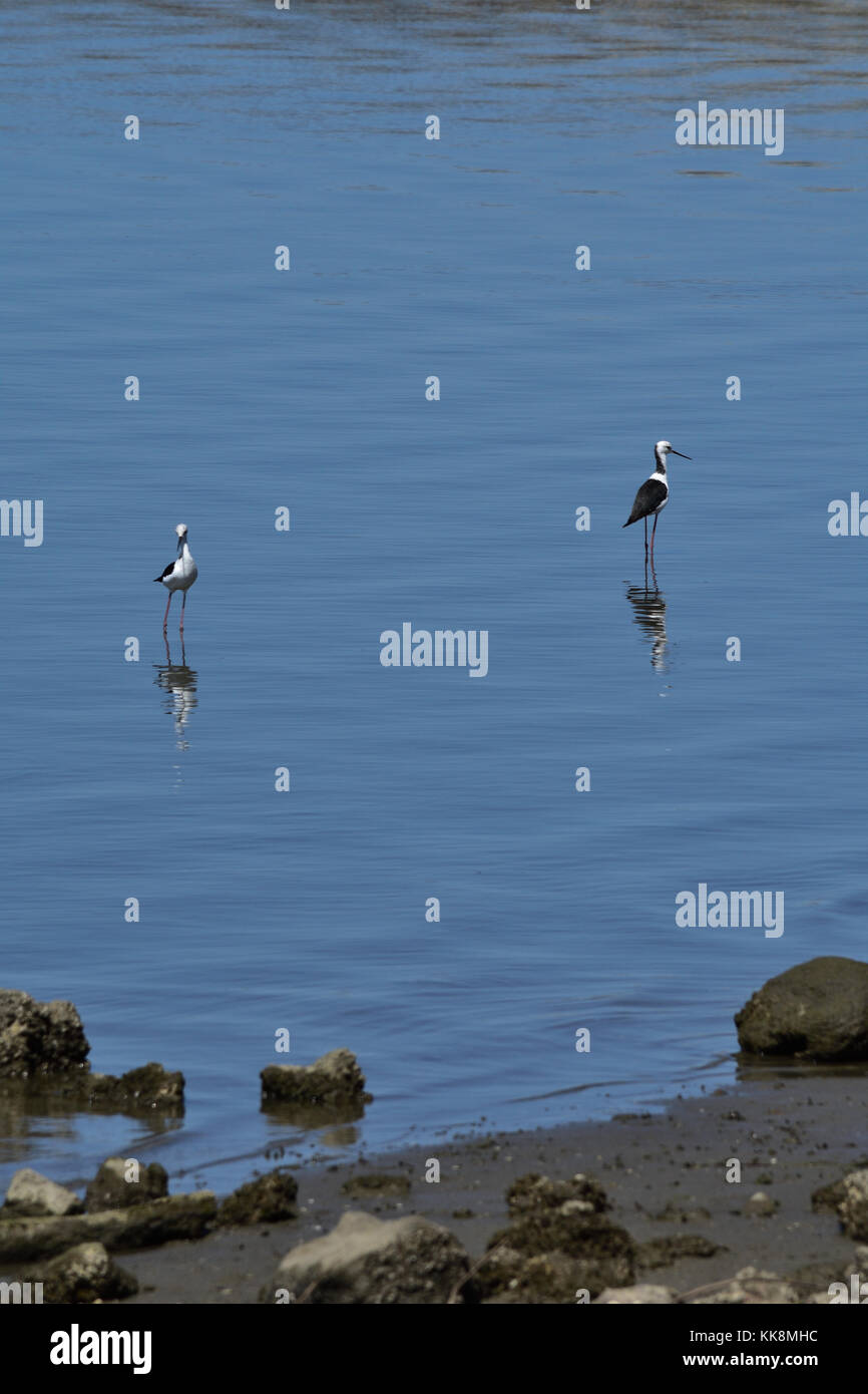 Australian Stilt High Resolution Stock Photography and Images Alamy
