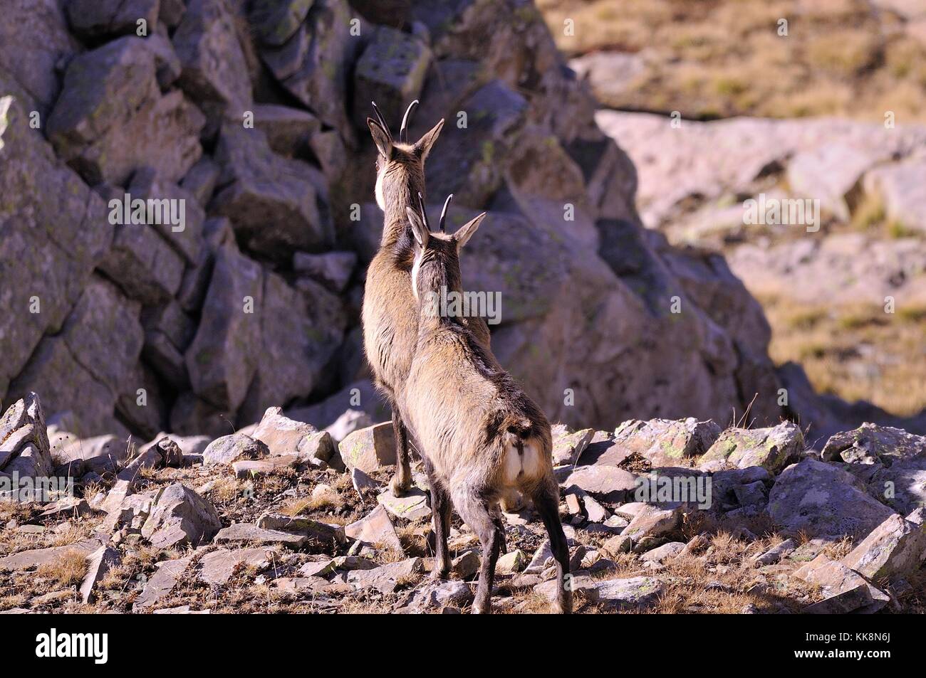 Images De Chamois High Resolution Stock Photography And Images Alamy