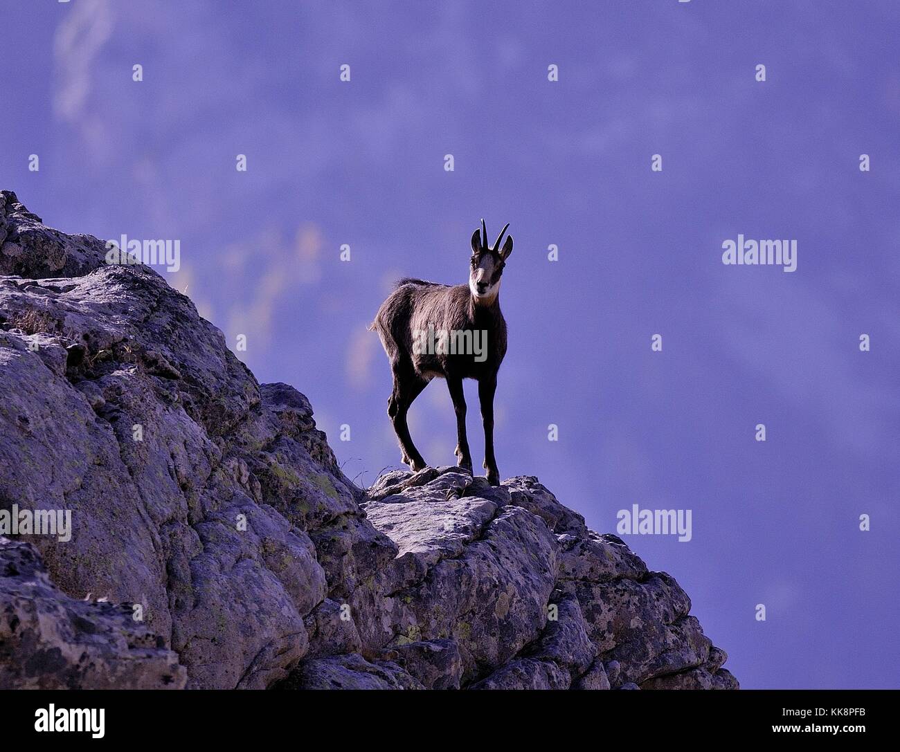 Images De Chamois High Resolution Stock Photography And Images Alamy