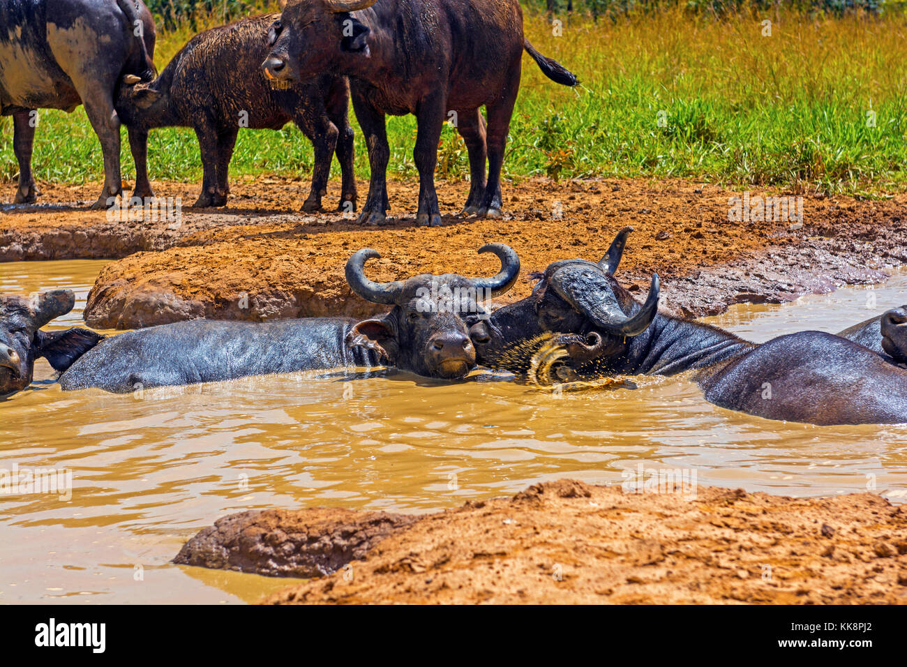 Male and Female Cape Buffalo in a Water Hole in Uganda Stock Photo Alamy