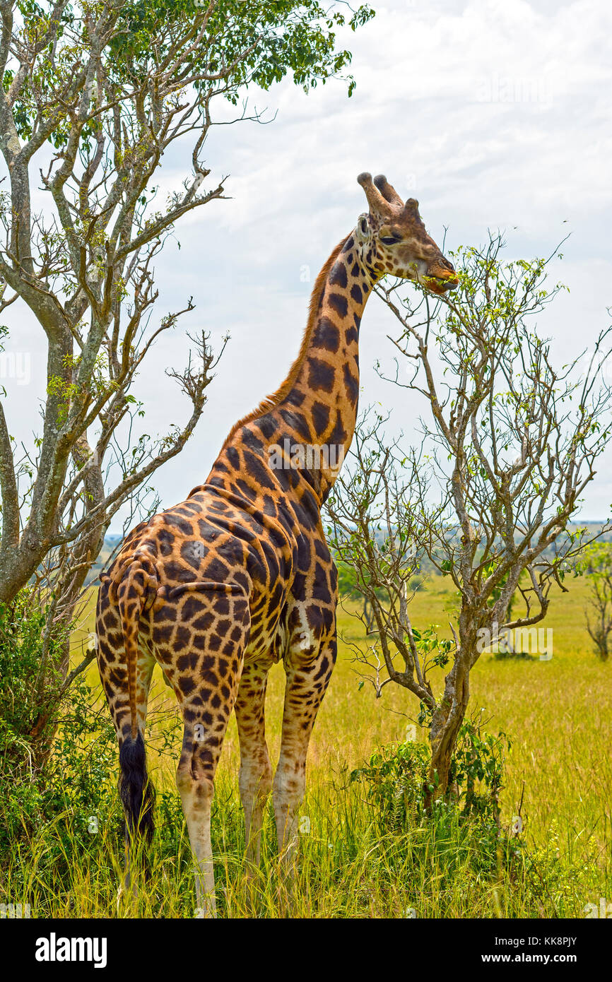 Rothchild's Giraffe eating from a tree in Uganda Stock Photo