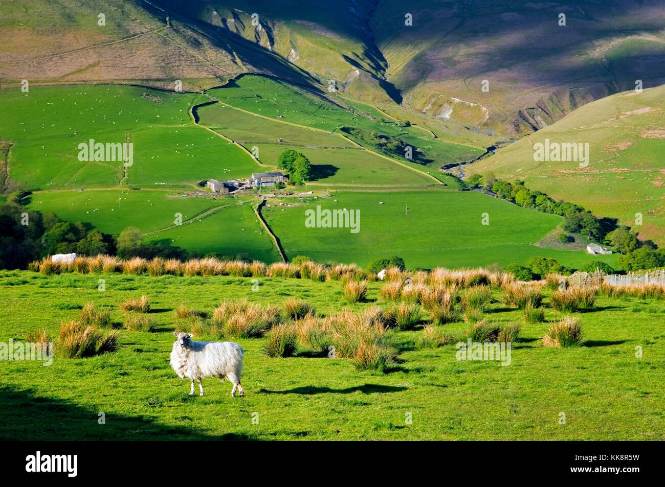 Sheep grazing on hill farm in the Howgill Fells, east Cumbria, 2 miles south of Tebay, in the Lake District, north England UK Stock Photo