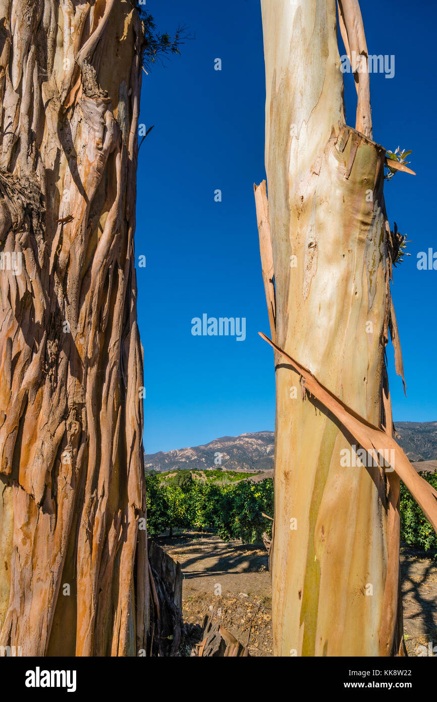 Eucalyptus Tree Peeling Bark High Resolution Stock Photography and ...