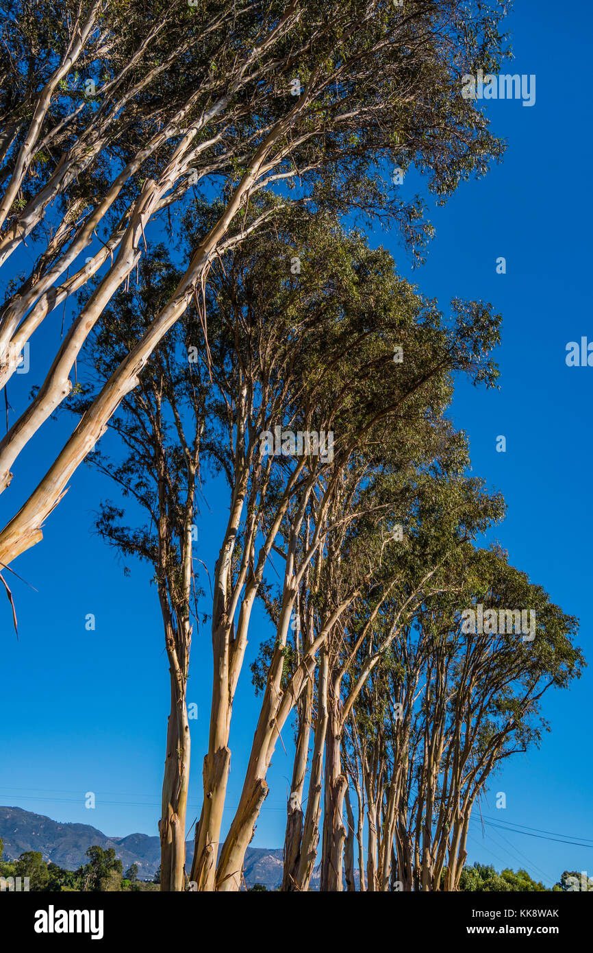 Towering eucalyptus trees in Santa Barbara County, California Stock
