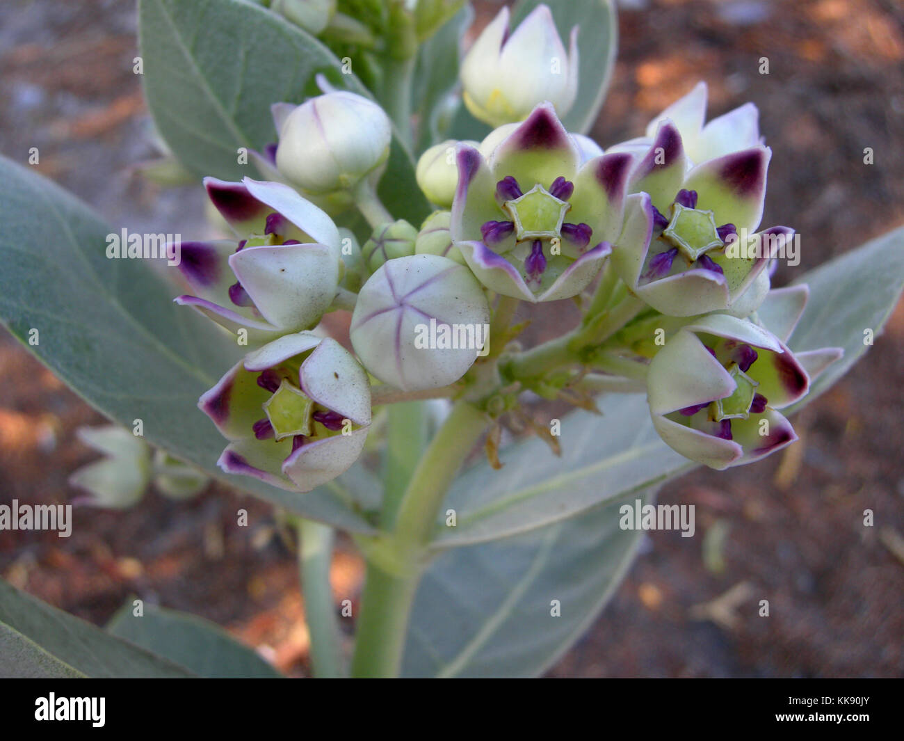 Uae desert flowers hires stock photography and images Alamy