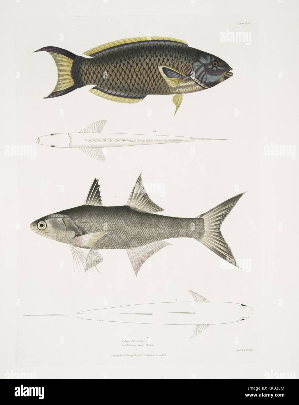 Four illustrations of fish, the first and third are colored images that provide a view of the fish in profile to provide readers with a realistic depiction of the appearance of the fish, the other two images are line drawings of the same fish presented from a top down view to provide insight on the anatomy, the images come from the book Illustrations of Indian Zoology, the book was published by Major-General Thomas Hardwicke in collaboration with John Edward Gray, Harwicke had commissioned local artists in India to paint over 4500 animal specimens during his military service there, many animal Stock Photo