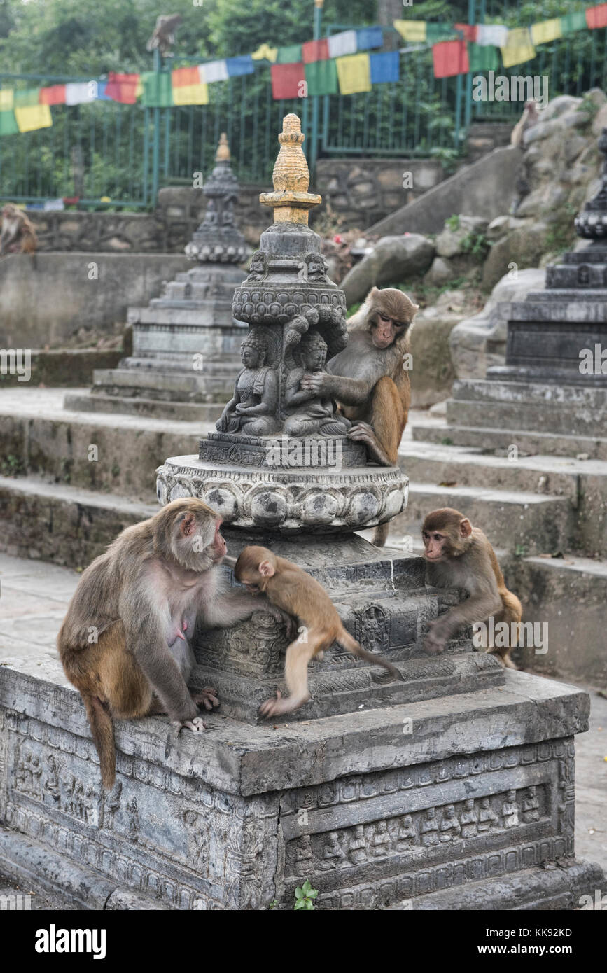 The aptly named 'Monkey Temple', Swayambhunath, Kathmandu, Nepal Stock Photo