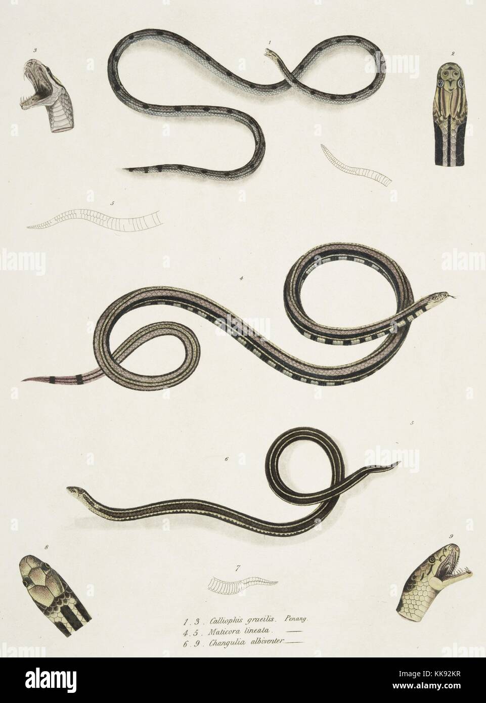 Hand colored print depicting three snakes, at the top a Slender Calliophis (Calliophis gracilis), in the middle a Lined Maticora (Maticora lineata), and at the bottom a White Bellied Changulia (Changulia albiventer), details of their heads and mouths around the corners, from the book 'Illustrations of Indian Zoology, Chiefly from the Collection of Major General Hardwicke', 1832. From the New York Public Library. Stock Photo