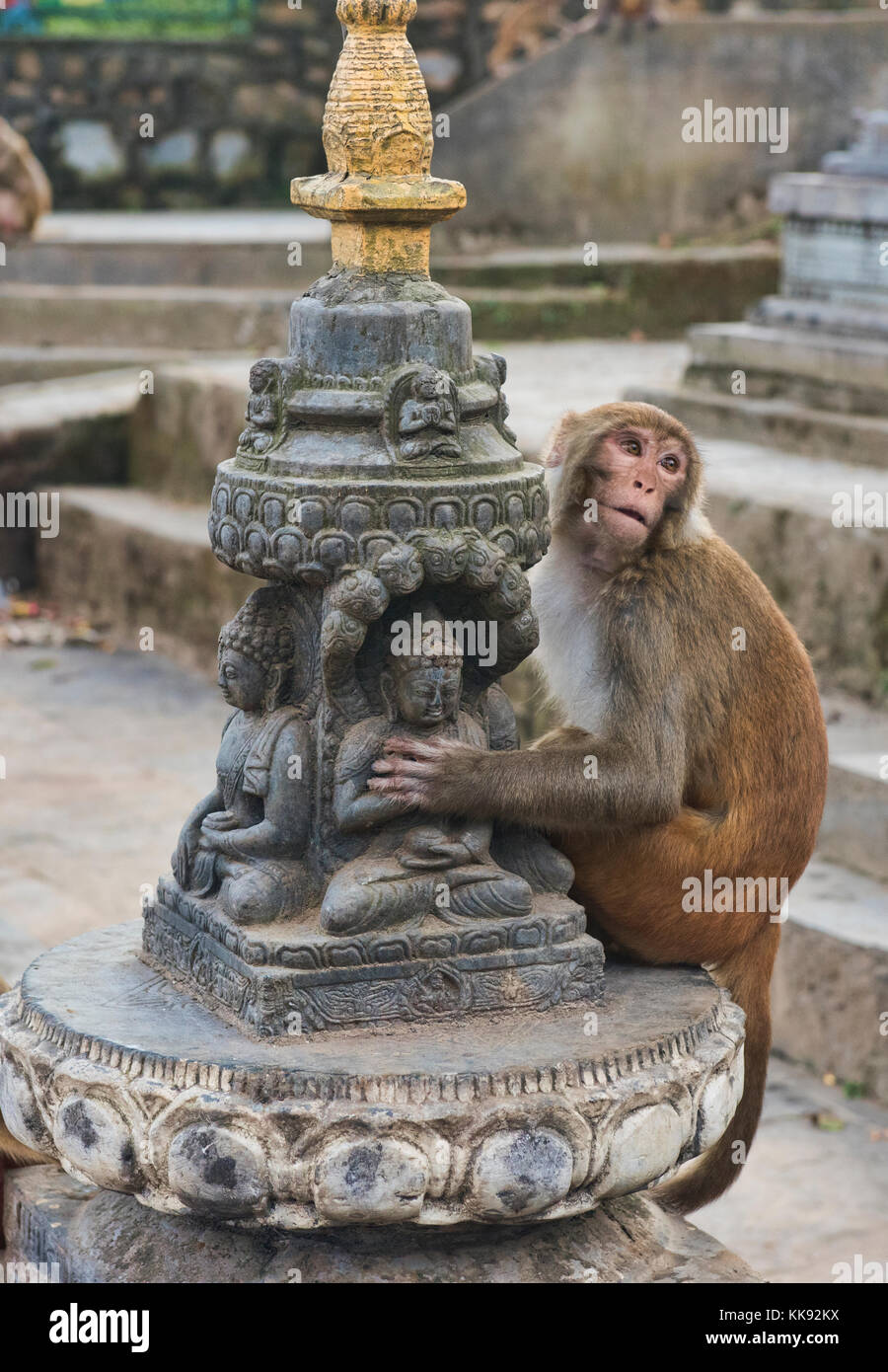 The aptly named 'Monkey Temple', Swayambhunath, Kathmandu, Nepal Stock Photo