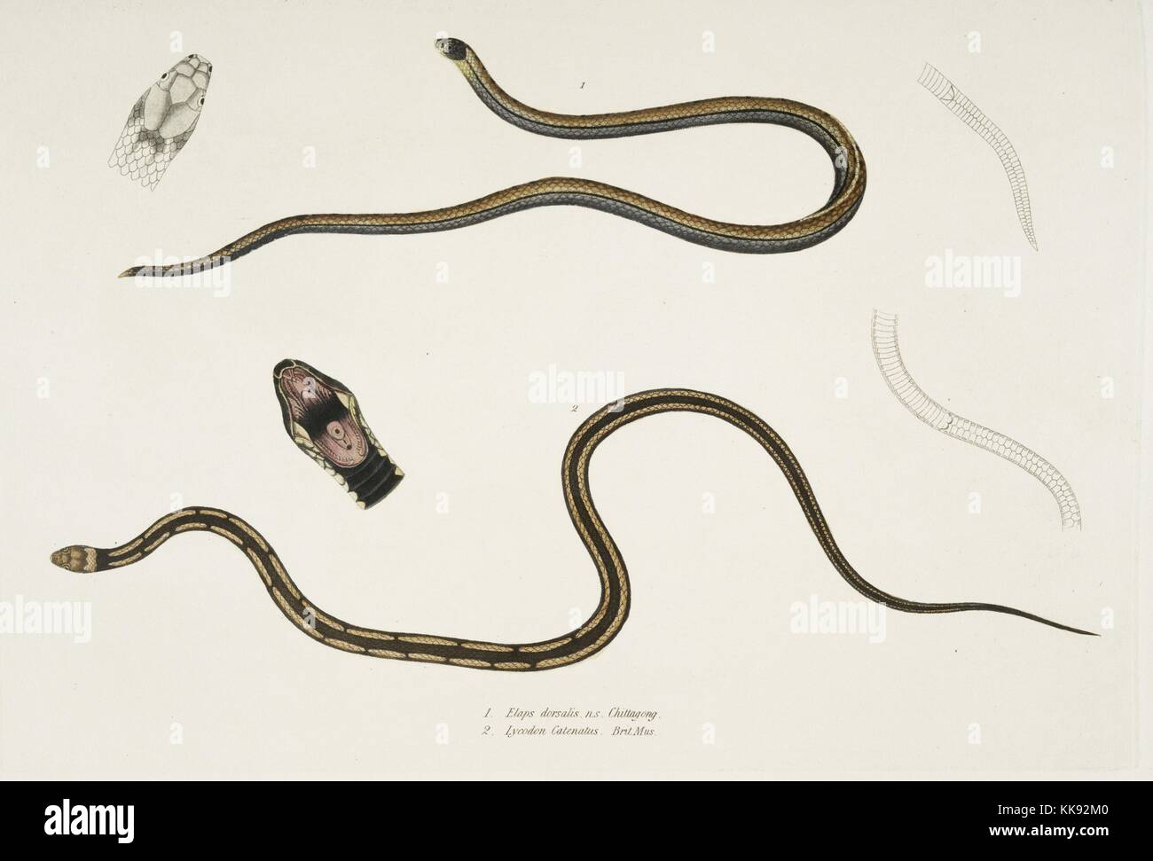 Hand colored print depicting two snakes, at the top a Lined Backed Elaps (Elaps dorsalis), and at the bottom a Chain Spotted Lycodon (Lycodon catenatus), details of head and open mouth, from the book 'Illustrations of Indian Zoology, Chiefly from the Collection of Major General Hardwicke', 1832. From the New York Public Library. Stock Photo