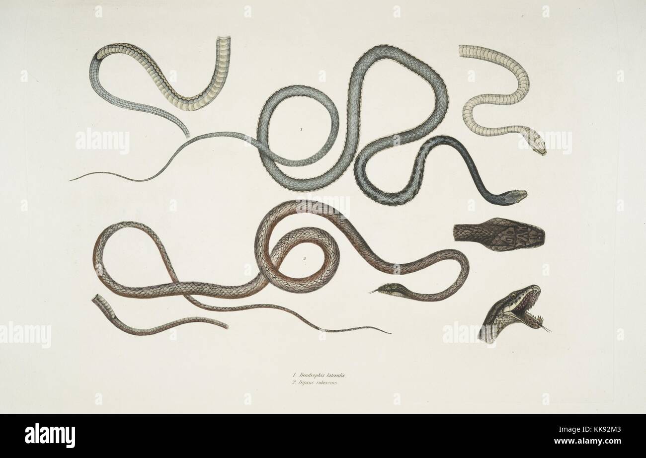 Hand colored print depicting two snakes, at the top a Side Streaked Tree Snake (Dendrophis lateralis), and at the bottom a Reddish Dipsas (Dipsus rubescens), details of head, open mouth, and underside, from the book 'Illustrations of Indian Zoology, Chiefly from the Collection of Major General Hardwicke', 1832. From the New York Public Library. Stock Photo