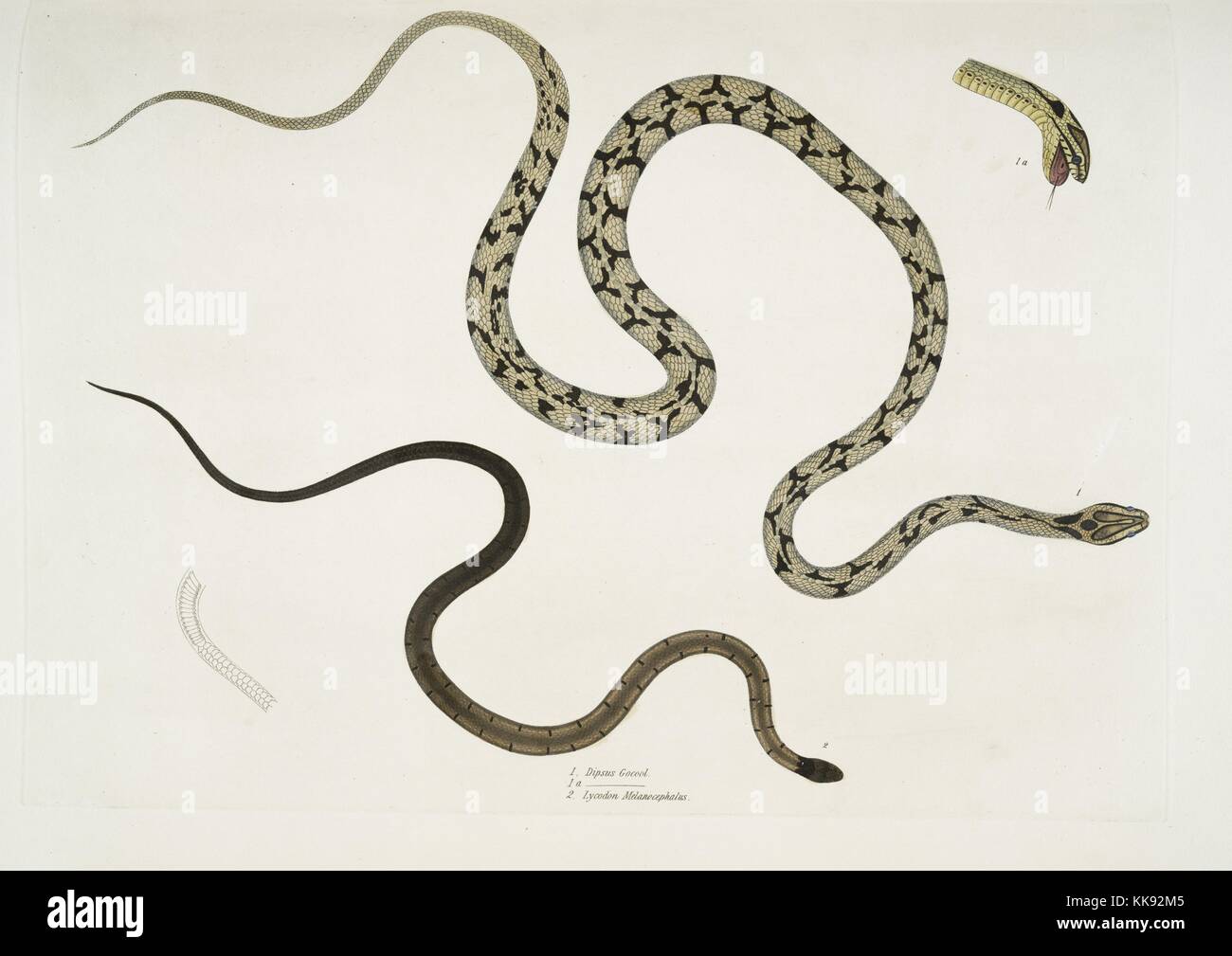 Hand colored print depicting two snakes, at the top a Gocool Dipsas (Dipsus gocool), and at the bottom a Black Headed Lycodon (Lycodon melanocephalus), details of head, from the book 'Illustrations of Indian Zoology, Chiefly from the Collection of Major General Hardwicke', 1832. From the New York Public Library. Stock Photo