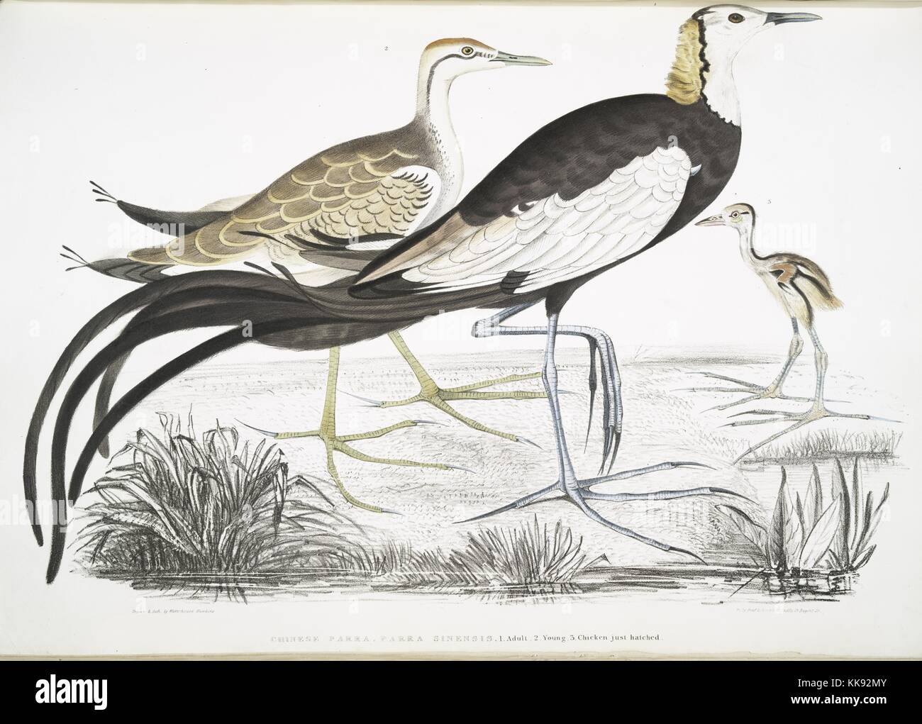 Birds Maturing Hand colored print depicting a bird in different stages of maturity ...