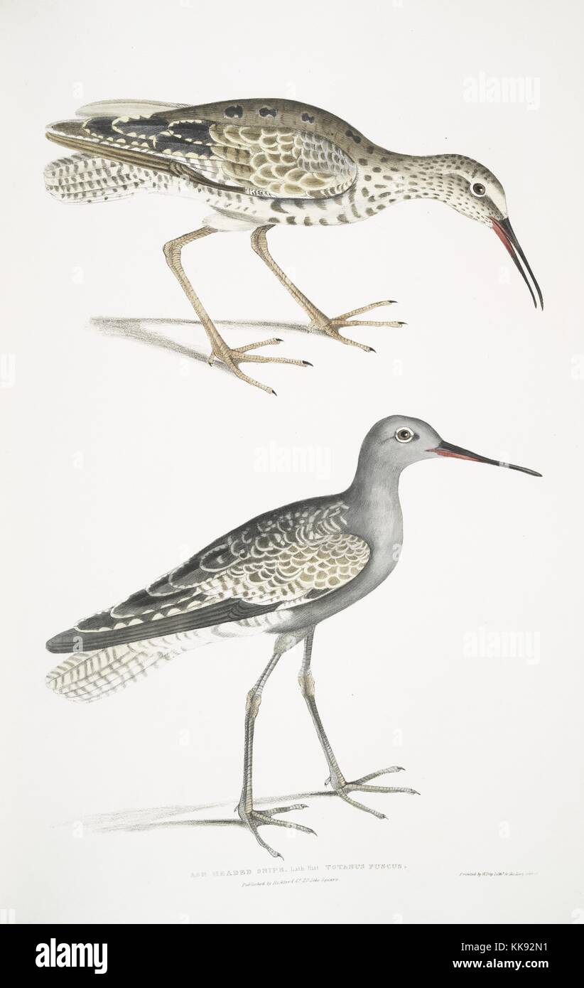 Hand colored print depicting two birds, captioned Ash Headed Snipe (Totanus fuscus), from the book 'Illustrations of Indian Zoology, Chiefly from the Collection of Major General Hardwicke', 1832. From the New York Public Library. Stock Photo