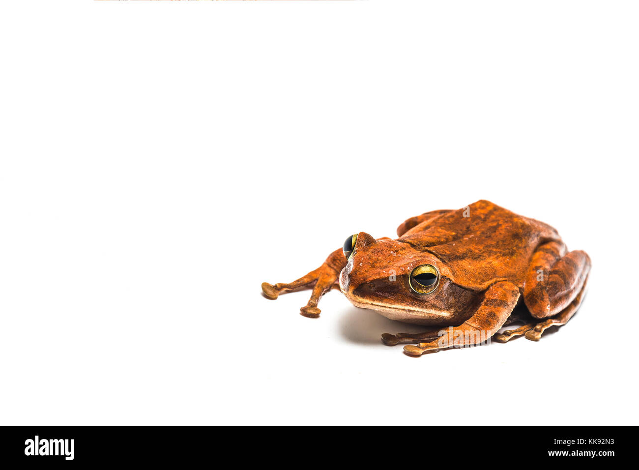frog isolated on white background Stock Photo - Alamy