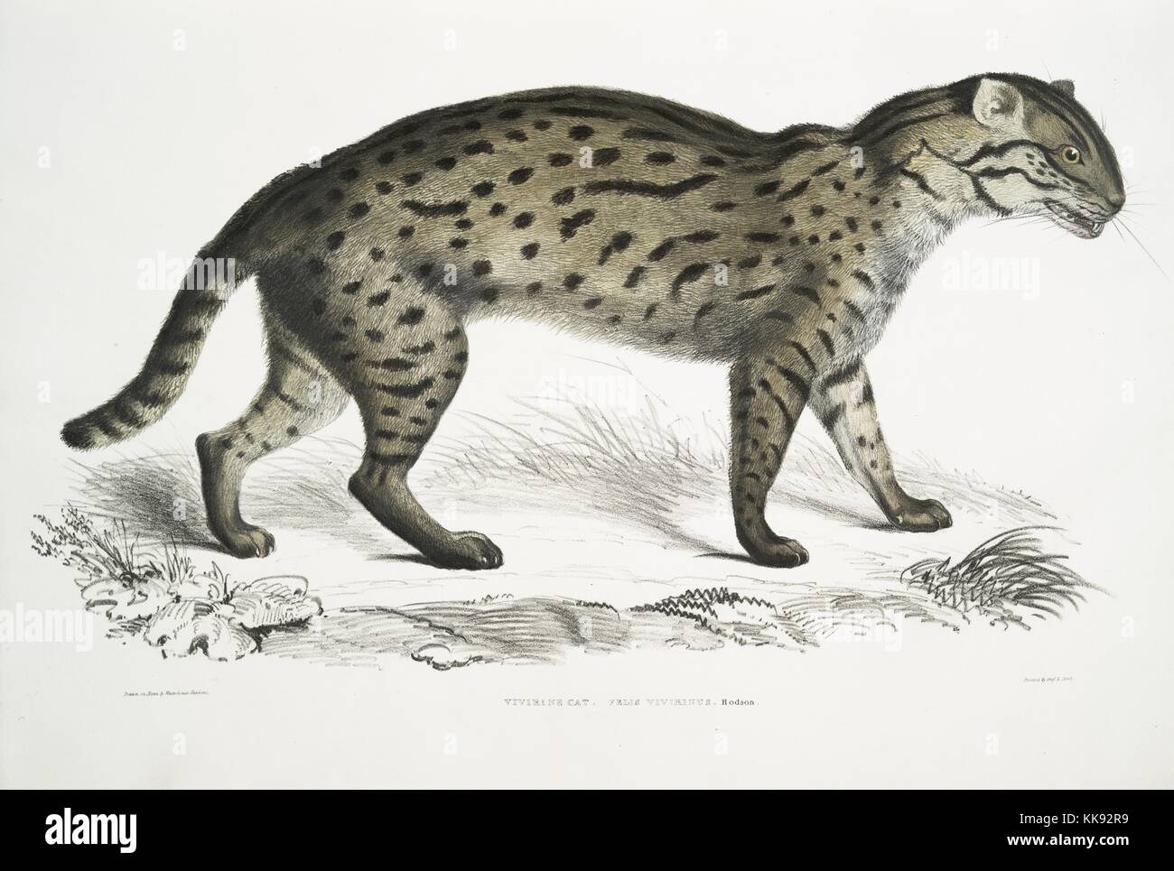 Hand colored print depicting a Vivirine Cat in a field, captioned Vivirine Cat (Felis vivirinus), from the book 'Illustrations of Indian Zoology, Chiefly from the Collection of Major General Hardwicke', 1832. From the New York Public Library. Stock Photo