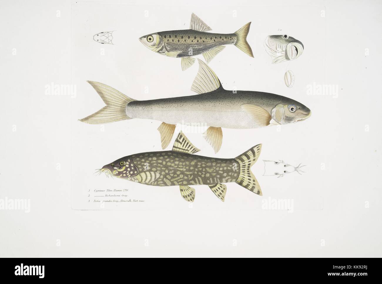 Hand colored print depicting three fish, at the top a Tileo Carp (Cyprinus tileo), in the middle a Richardson's Carp (Cyprinus richardsonii), and at the bottom a Beautiful Loach (Botia grandis), from the book 'Illustrations of Indian Zoology, Chiefly from the Collection of Major General Hardwicke', 1832. From the New York Public Library. Stock Photo