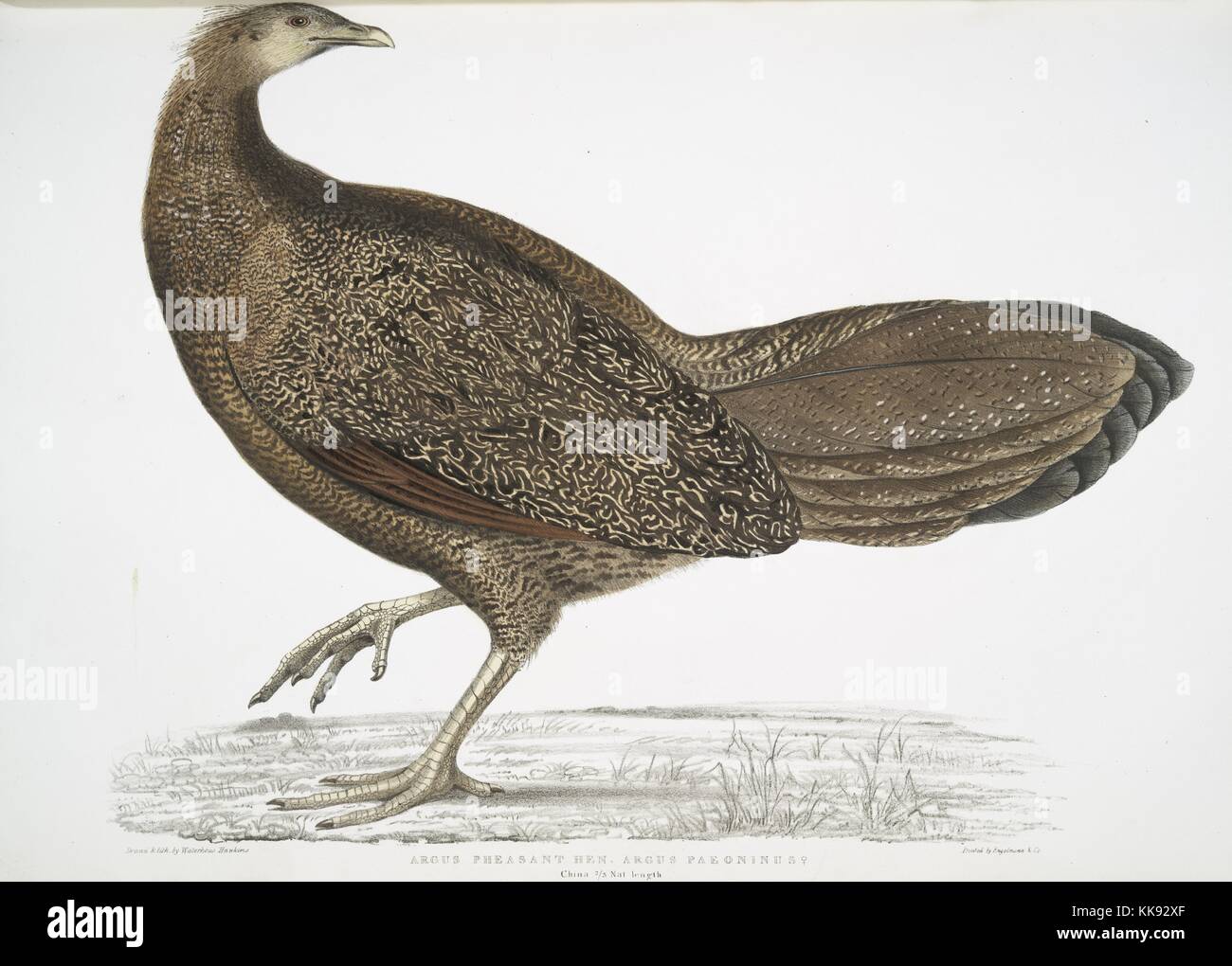 Hand colored print depicting a pheasant, captioned Argus Pheasant (Argus paeoninus), from the book 'Illustrations of Indian Zoology, Chiefly from the Collection of Major General Hardwicke', 1832. From the New York Public Library. Stock Photo