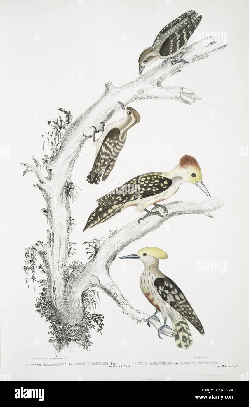 Hand colored print depicting a four birds perched on a tree, the top two are the male and female Brown Woodpecker (Picus molluccensis), the bottom two are the male and female Mahratta Woodpecker (Picus mahrattensis), from the book 'Illustrations of Indian Zoology, Chiefly from the Collection of Major General Hardwicke', 1832. From the New York Public Library. Stock Photo