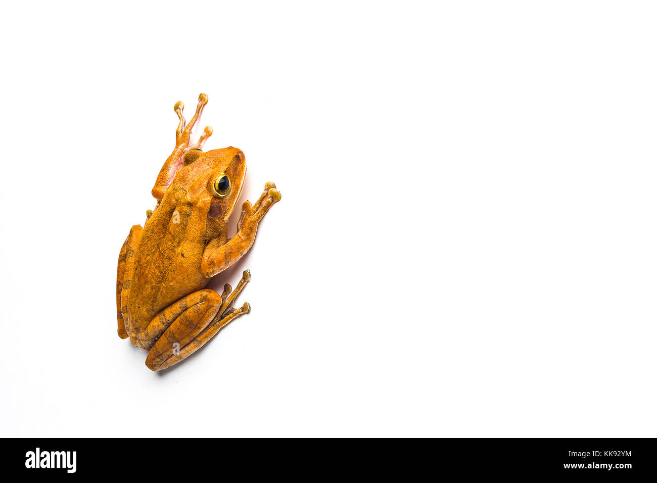 frog isolated on white background Stock Photo - Alamy