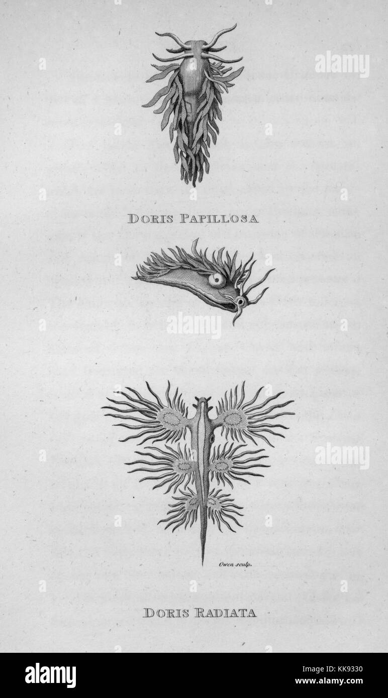 Doris papillosa hi-res stock photography and images - Alamy