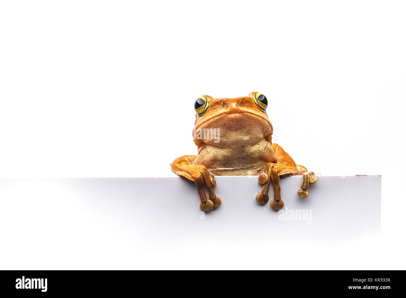 frog isolated on white background Stock Photo - Alamy