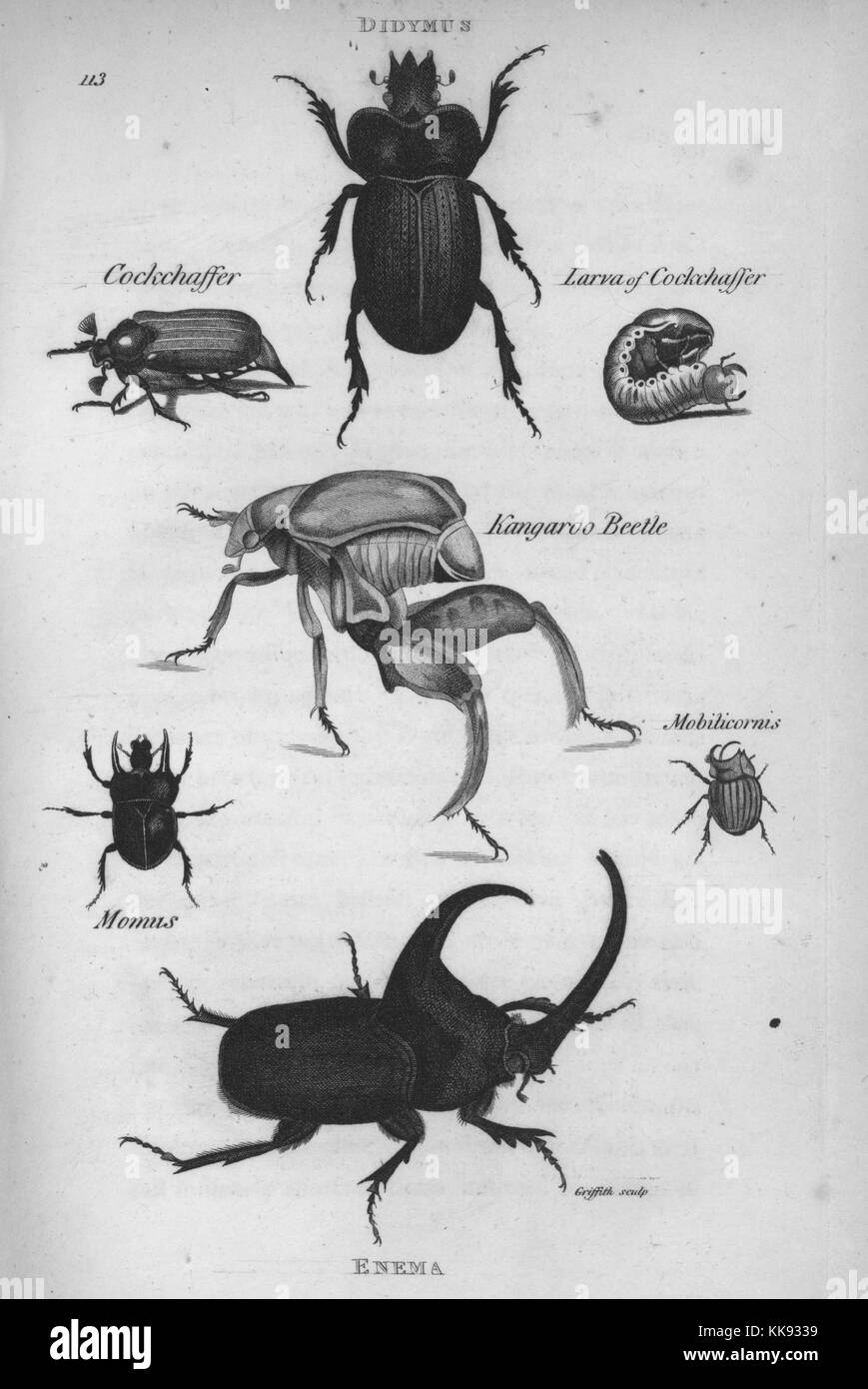 Didymus, Cockchaffer, Larva of Cockchaffer, Kangaroo Beetle, Momus, Mobilicornis, Enema, 1809. From the New York Public Library. Stock Photo