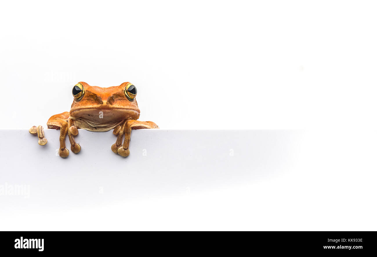 frog isolated on white background Stock Photo - Alamy