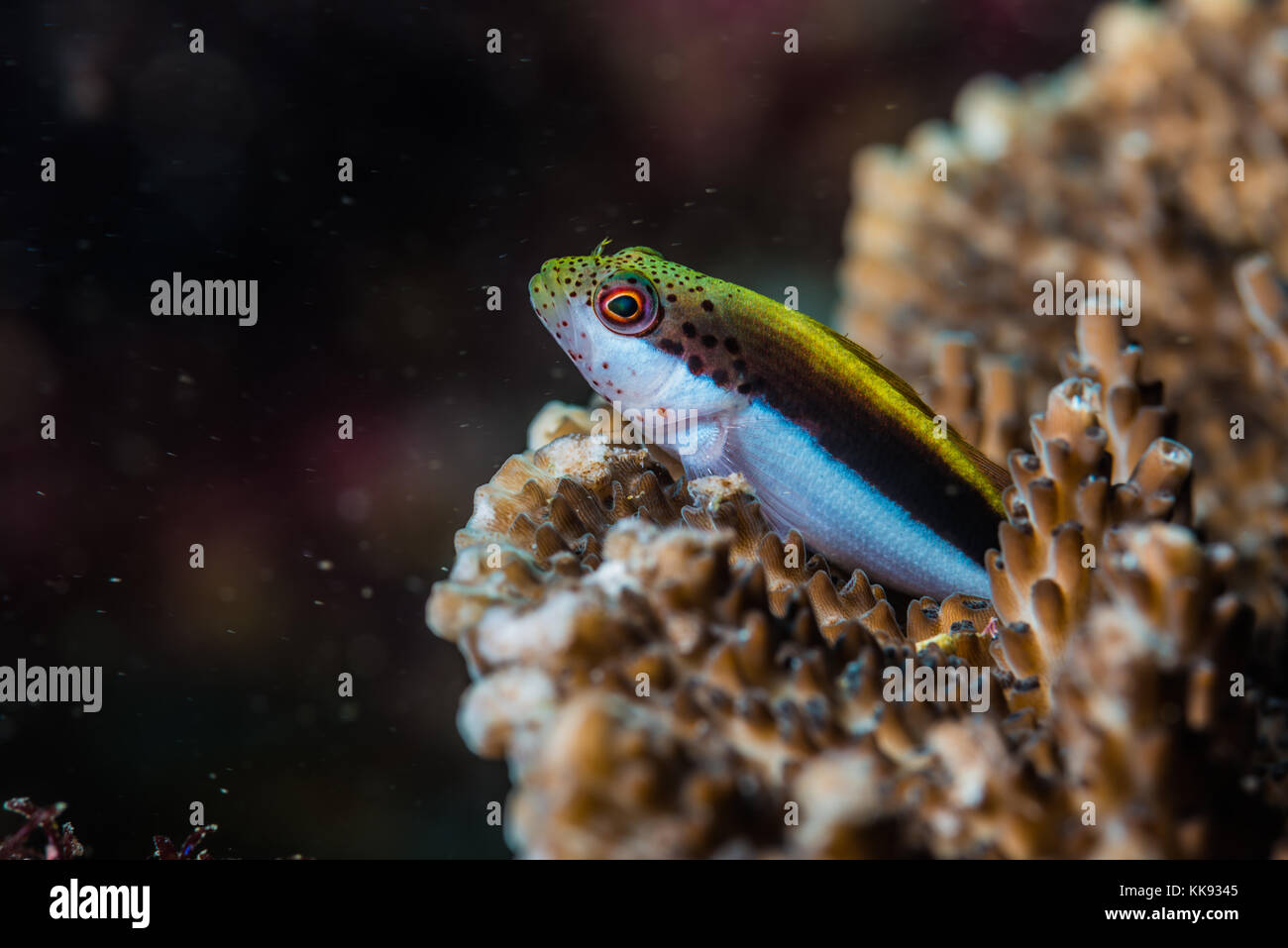 Young Blackside hawkfish（Paracirrhites forsteri  Schneider, 1801) on a table coral. Kajika Owase Mie Japan Stock Photo