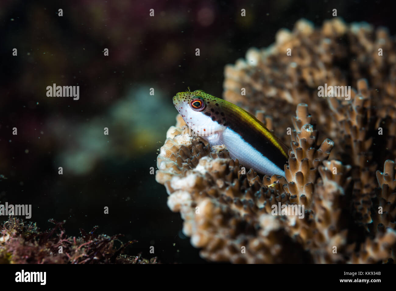 Young Blackside hawkfish（Paracirrhites forsteri  Schneider, 1801) on a table coral. Kajika Owase Mie Japan Stock Photo