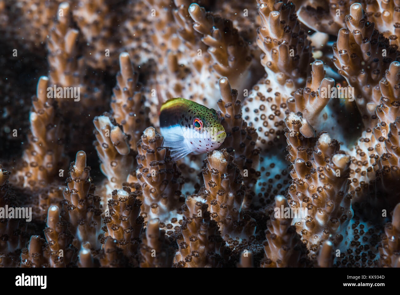 Young Blackside hawkfish（Paracirrhites forsteri  Schneider, 1801) on a table coral. Kajika Owase Mie Japan Stock Photo