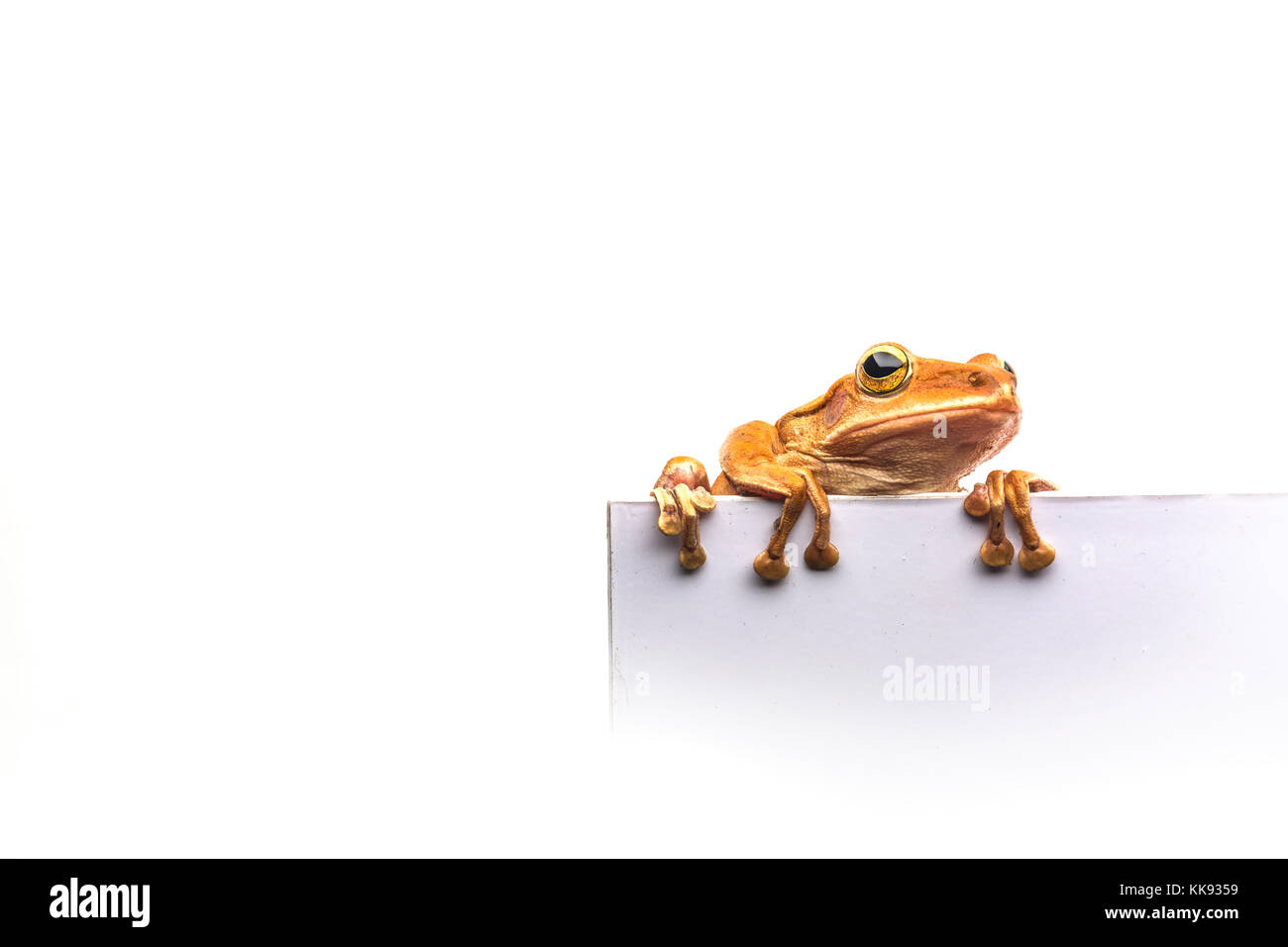 frog isolated on white background Stock Photo - Alamy