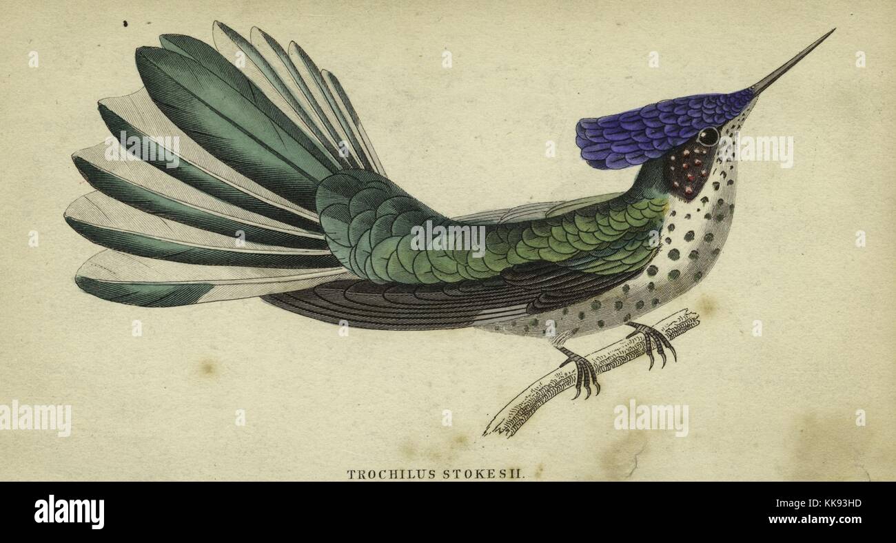 Hand colored engraving of a hummingbird (Trochilus stokesii) standing on a branch, blue feathers onn his head, greenish feathers on his body, white chest with black dots, 1864. From the New York Public Library. Stock Photo
