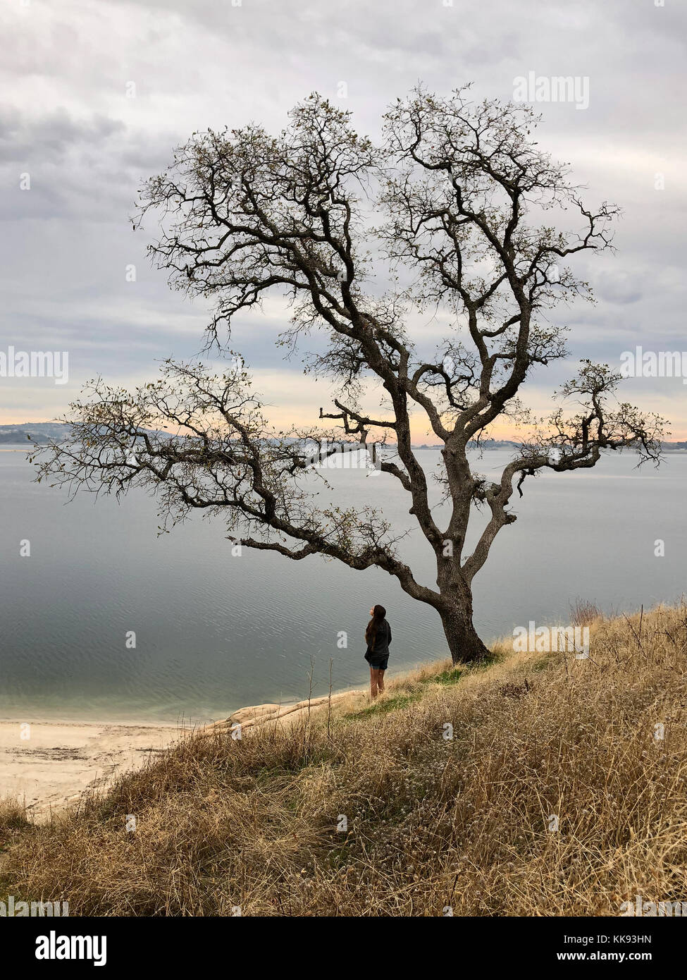 Girl with Oak Tree overlooking the Lake Stock Photo