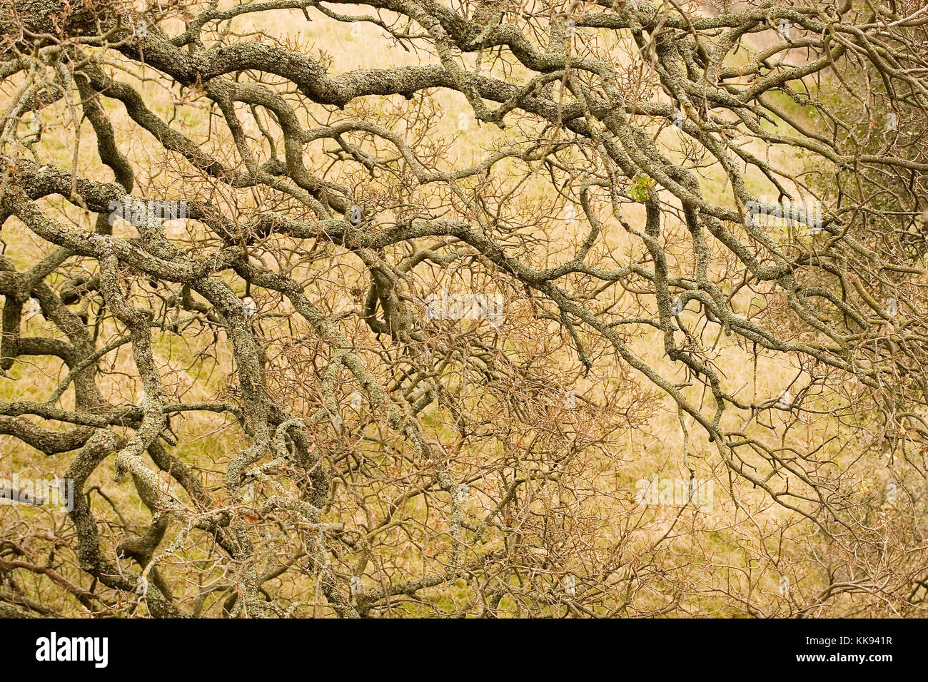 Oak Tree Branches Stock Photo Alamy