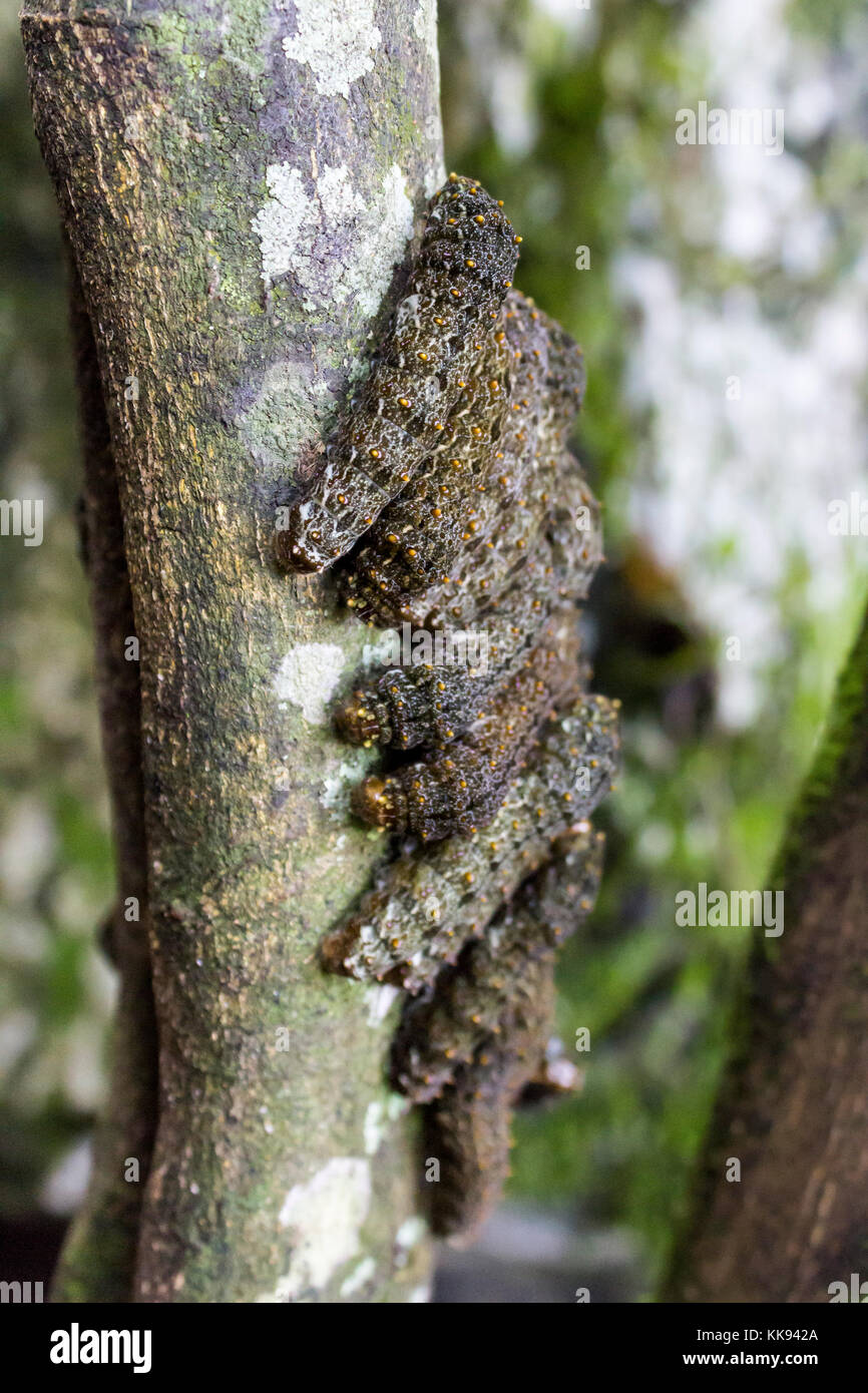 Worms in row. Aquismón, San Luis Potosí. Mexico Stock Photo