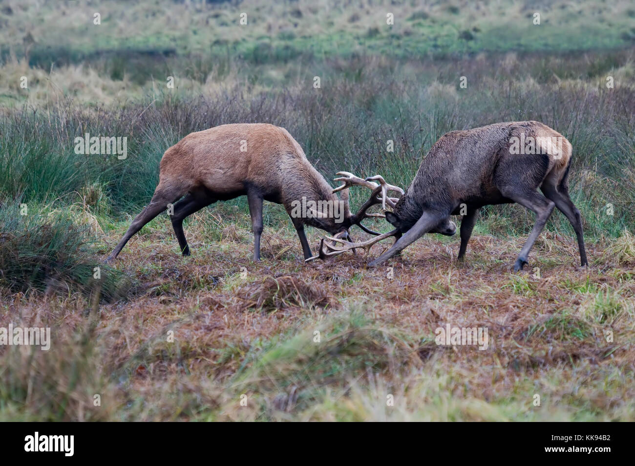 Red Deers Rutting Stock Photo - Alamy