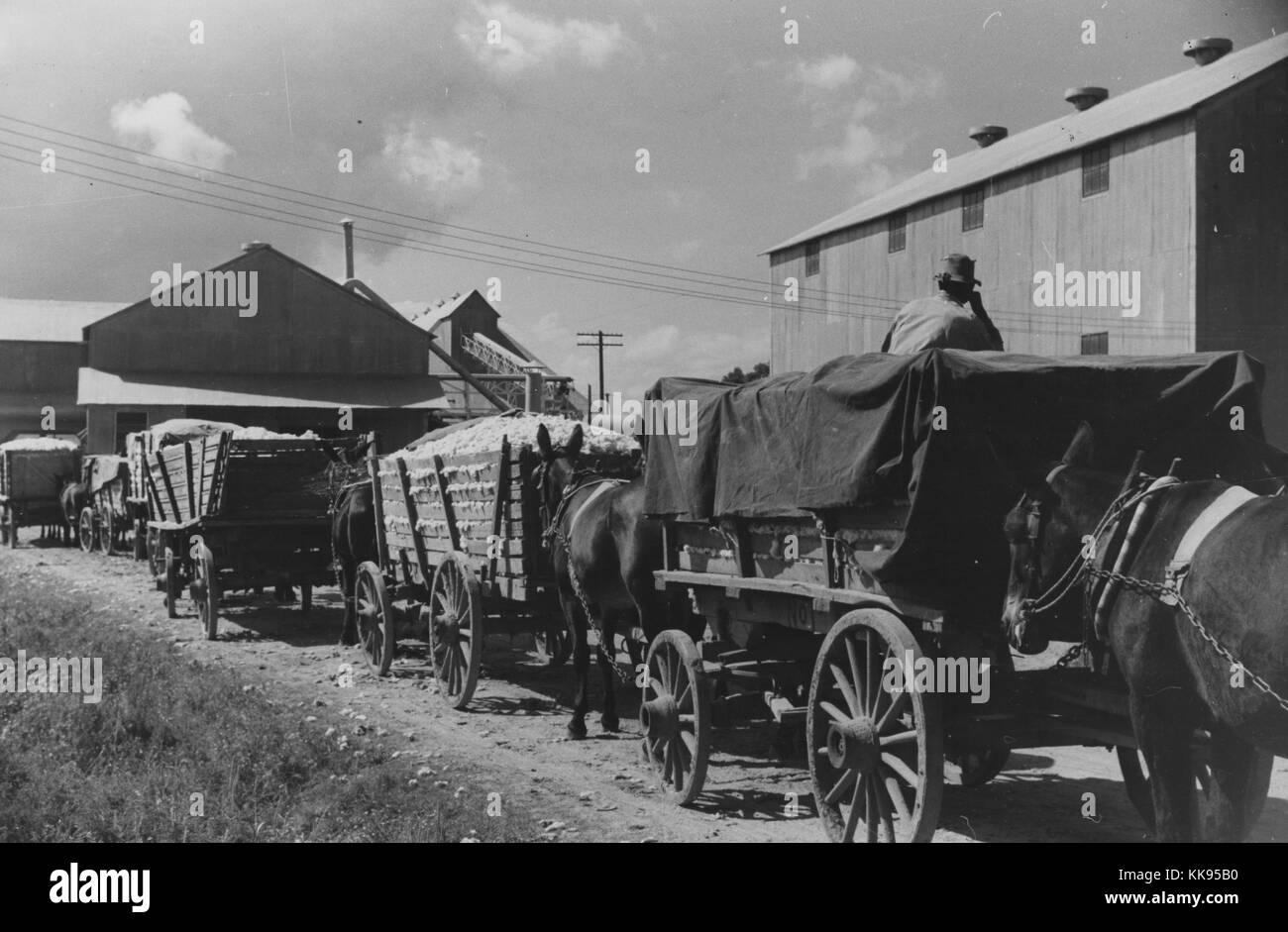 Black and white photograph showing part of cotton gin with wagonloads of cotton waiting in background at Delta and Pineland Company, Scott, Mississippi Delta, Mississippi, October, 1939. From the New York Public Library. Stock Photo