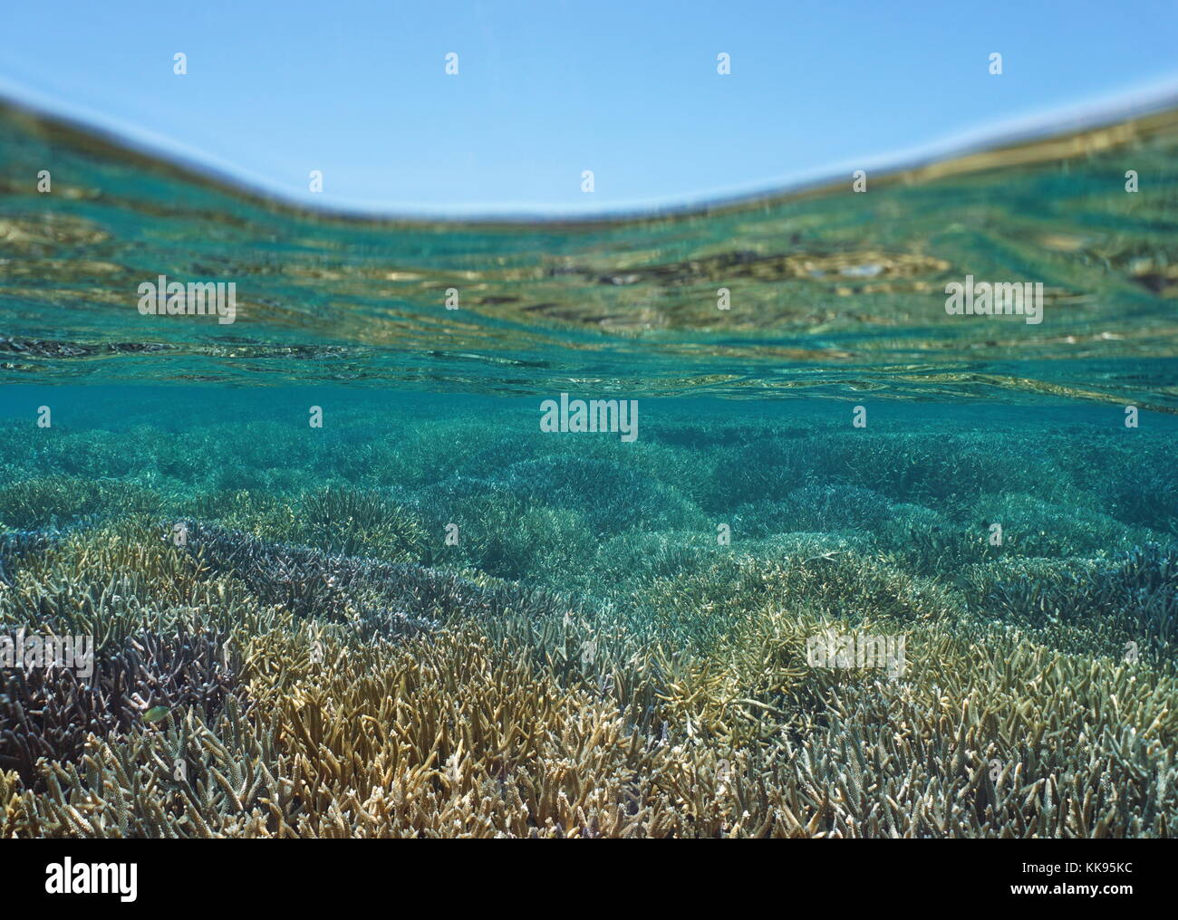 Shallow seabed covered by Acropora staghorn corals in good health underwater and blue sky above water surface, New Caledonia, south Pacific ocean Stock Photo