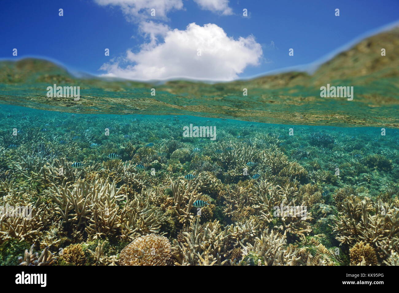 Shallow coral reef with fish below water surface and blue sky with cloud above waterline, south Pacific ocean, New Caledonia, lagoon of Grande Terre Stock Photo