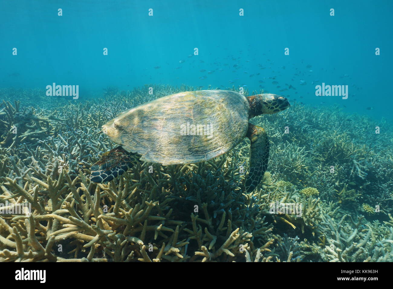 Underwater a hawksbill sea turtle Eretmochelys imbricata, over a coral reef, New Caledonia, south Pacific ocean, Oceania Stock Photo