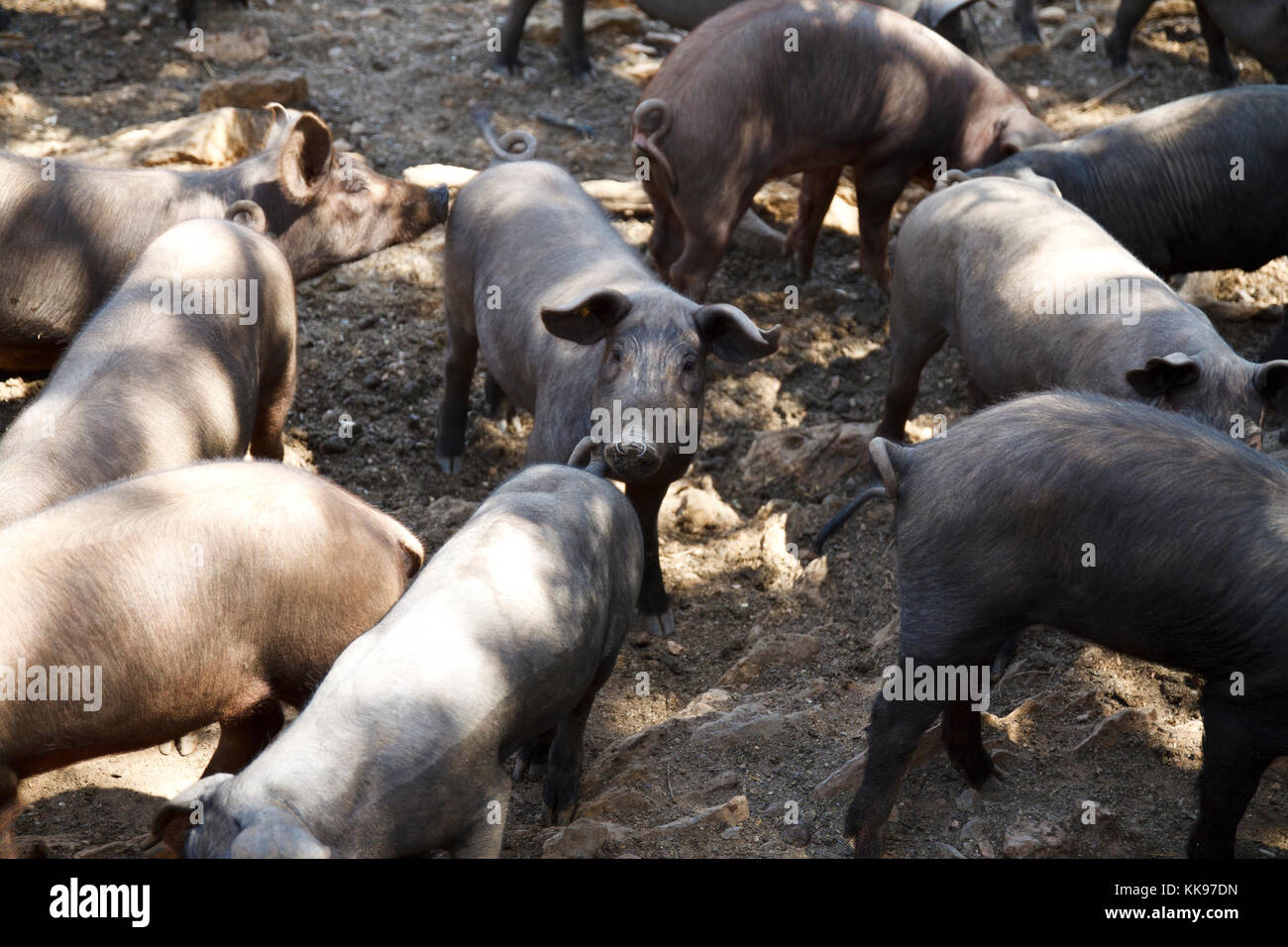 Dark and clear pigs on the farm. Stock Photo
