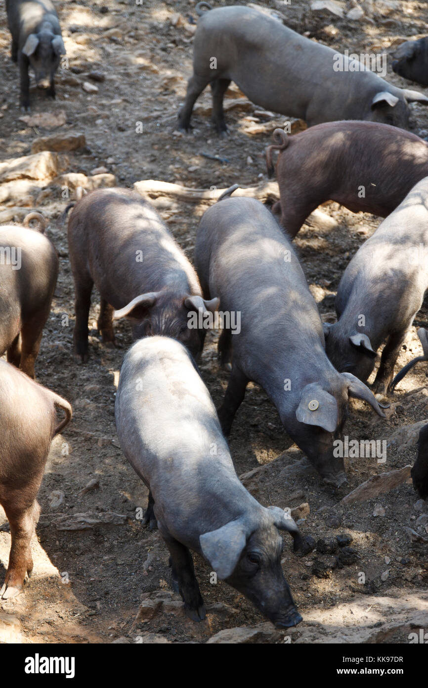 Dark and clear pigs on the farm. Stock Photo