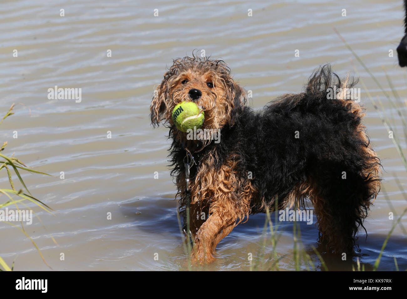 Welsh Terrier 8 month old dog standing in shallow water with ball in mouth looking at camera with paw raised Stock Photo