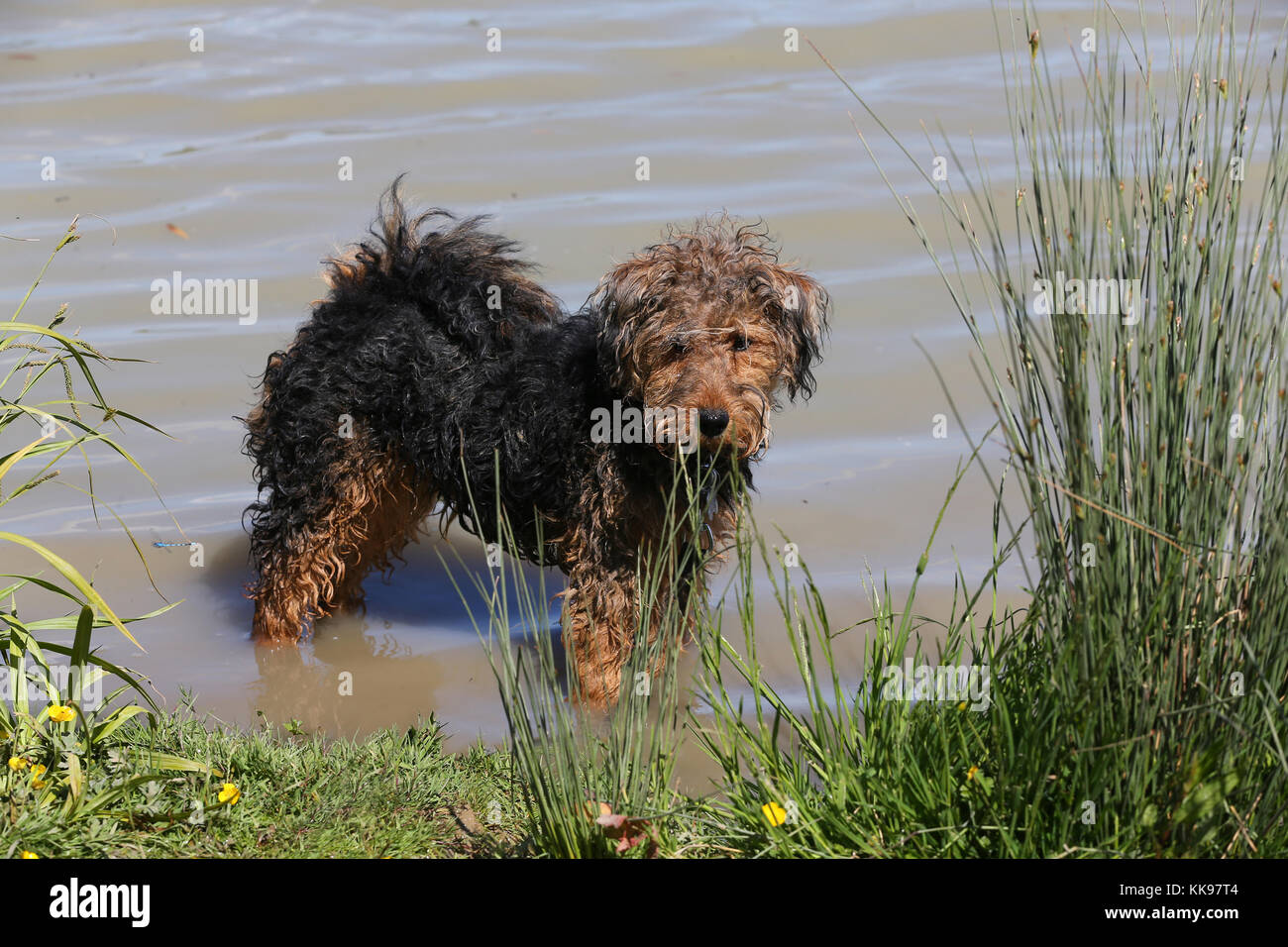 Welsh Terrier 8 month old dog standing in shallow water beside reeds on bank Stock Photo