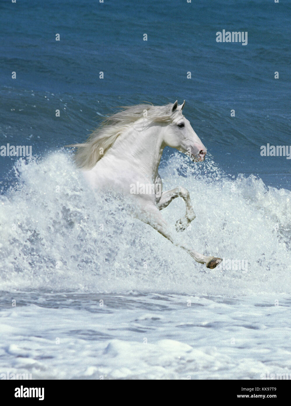 A white horse emerges from the waves of a blue sea Stock Photo