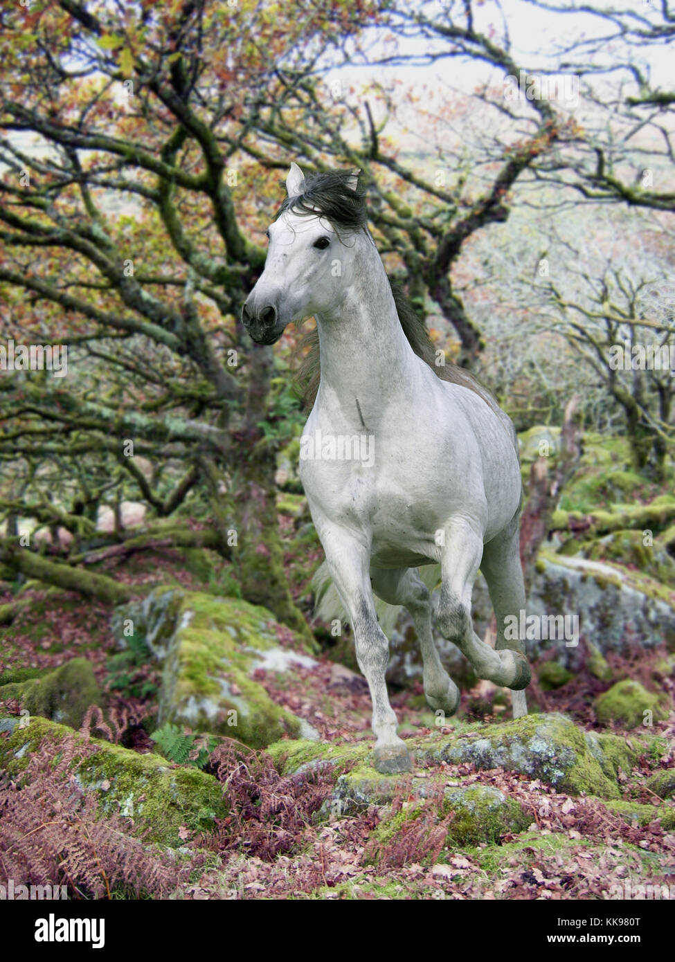 A grey horse prancing through a magical woodland. Stock Photo