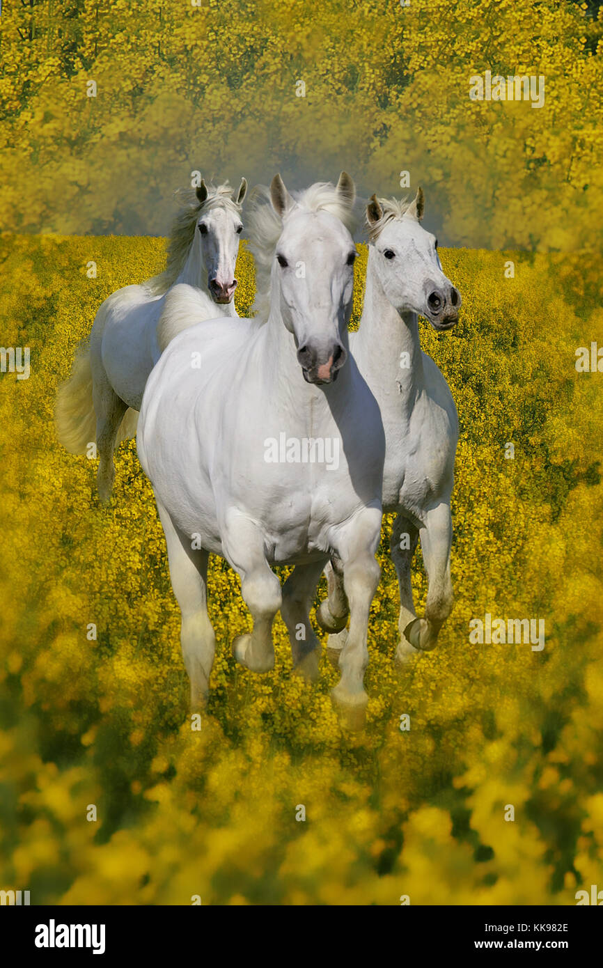 Running white horses hires stock photography and images Alamy